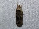 Agonopterix_ciliella_niittylattakoi_IMG_3083.jpg