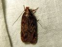 Agonopterix_ciliella_niittylattakoi_IMG_3883.JPG