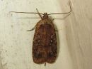 Agonopterix_ciliella_niittylattakoi_IMG_4349.jpg