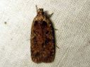 Agonopterix_ciliella_niittylattakoi_IMG_4845.JPG