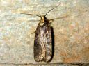 Agonopterix_conterminella_pajulattakoi_IMG_4097.JPG