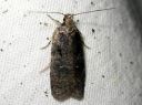 Agonopterix_conterminella_pajulattakoi_IMG_5651.JPG