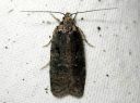 Agonopterix_conterminella_pajulattakoi_IMG_5652.JPG