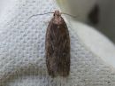 Agonopterix_conterminella_pajulattakoi_IMG_9711.jpg