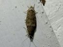 Agonopterix_heracliana_koiranputkilattakoi_IMG_3341.jpg