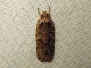 Agonopterix_heracliana_koiranputkilattakoi_IMG_3797.jpg