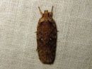 Agonopterix_heracliana_koiranputkilattakoi_IMG_3808.jpg