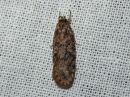 Agonopterix_heracliana_koiranputkilattakoi_IMG_3963.jpg