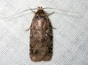 Agonopterix_heracliana_koiranputkilattakoi_IMG_4089.JPG