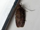 Agonopterix_heracliana_koiranputkilattakoi_IMG_4694.jpg