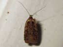 Agonopterix_heracliana_koiranputkilattakoi_IMG_4767.jpg