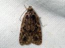 Agonopterix_heracliana_koiranputkilattakoi_IMG_5031.JPG