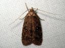 Agonopterix_heracliana_koiranputkilattakoi_IMG_5237.JPG