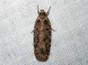 Agonopterix_heracliana_koiranputkilattakoi_IMG_7823.JPG