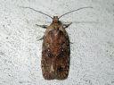 Agonopterix_heracliana_koiranputkilattakoi_IMG_8574.JPG