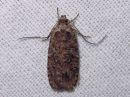 Agonopterix_heracliana_koiranputkilattakoi_IMG_8881.jpg