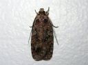 Agonopterix_heracliana_koiranputkilattakoi_IMG_9214.JPG