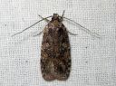 Agonopterix_heracliana_koiranputkilattakoi_IMG_9366.JPG