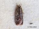 Agonopterix_hypericella_kuismalattakoi_17_8_2014.jpg