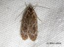 Agonopterix_hypericella_kuismalattakoi_4_6_2016.JPG