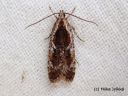 Agonopterix_hypericella_kuismalattakoi_9_9_2014_Mantyharju.jpg