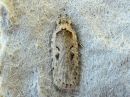 Agonopterix_liturosa_harmalattakoi_IMG_5111.jpg