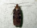 Agonopterix_liturosa_harmalattakoi_IMG_8385.JPG