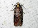 Agonopterix_liturosa_harmalattakoi_IMG_8811.JPG