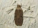 Agonopterix_multiplicella_amurinlattakoi_IMG_4030.jpg