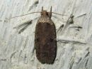 Agonopterix_multiplicella_amurinlattakoi_IMG_4031.jpg