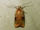 Agonopterix_nervosa_lupiinilattakoi_IMG_3758.jpg