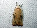 Agonopterix_nervosa_lupiinilattakoi_IMG_7752.JPG