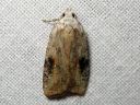 Agonopterix_nervosa_lupiinilattakoi_IMG_9965.JPG