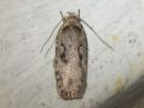 Agonopterix_ocellana_raitalattakoi_IMG_2725.jpg