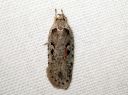 Agonopterix_ocellana_raitalattakoi_IMG_2844.JPG