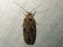 Agonopterix_ocellana_raitalattakoi_IMG_3196.JPG