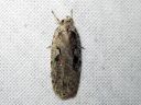 Agonopterix_ocellana_raitalattakoi_IMG_3327.JPG