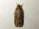 Agonopterix_ocellana_raitalattakoi_IMG_3784.JPG