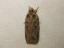 Agonopterix_ocellana_raitalattakoi_IMG_3824.jpg