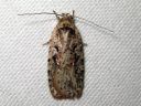 Agonopterix_ocellana_raitalattakoi_IMG_5081.JPG