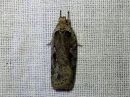 Agonopterix_ocellana_raitalattakoi_IMG_6014.jpg