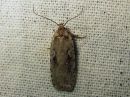 Agonopterix_ocellana_raitalattakoi_IMG_9247.jpg