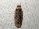 Agonopterix_ocellana_raitalattakoi_IMG_9853.JPG