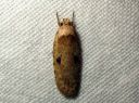 Agonopterix_propinquella_takiaislattakoi_IMG_2778.JPG