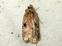 Agonopterix_propinquella_takiaislattakoi_IMG_2910.JPG