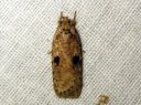 Agonopterix_propinquella_takiaislattakoi_IMG_3945.JPG