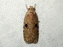 Agonopterix_propinquella_takiaislattakoi_IMG_4453.JPG