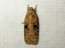 Agonopterix_propinquella_takiaislattakoi_IMG_5570.JPG