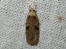 Agonopterix_propinquella_takiaislattakoi_IMG_6476.jpg