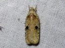 Agonopterix_propinquella_takiaislattakoi_IMG_6553.jpg